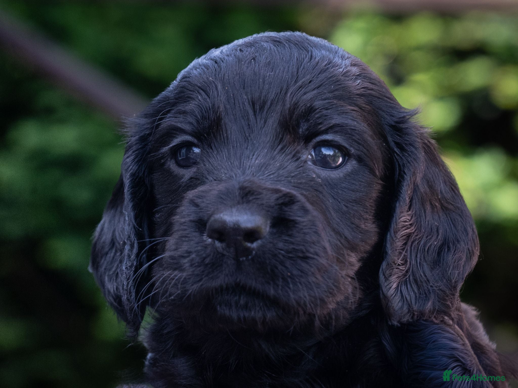 Cocker Spaniel dogs Working cocker pups - Advert 2