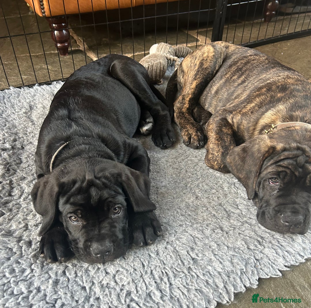 Cane Corso dogs for sale: Full Cane Corso, 1 Black Male remaining  in Newark - Image 6