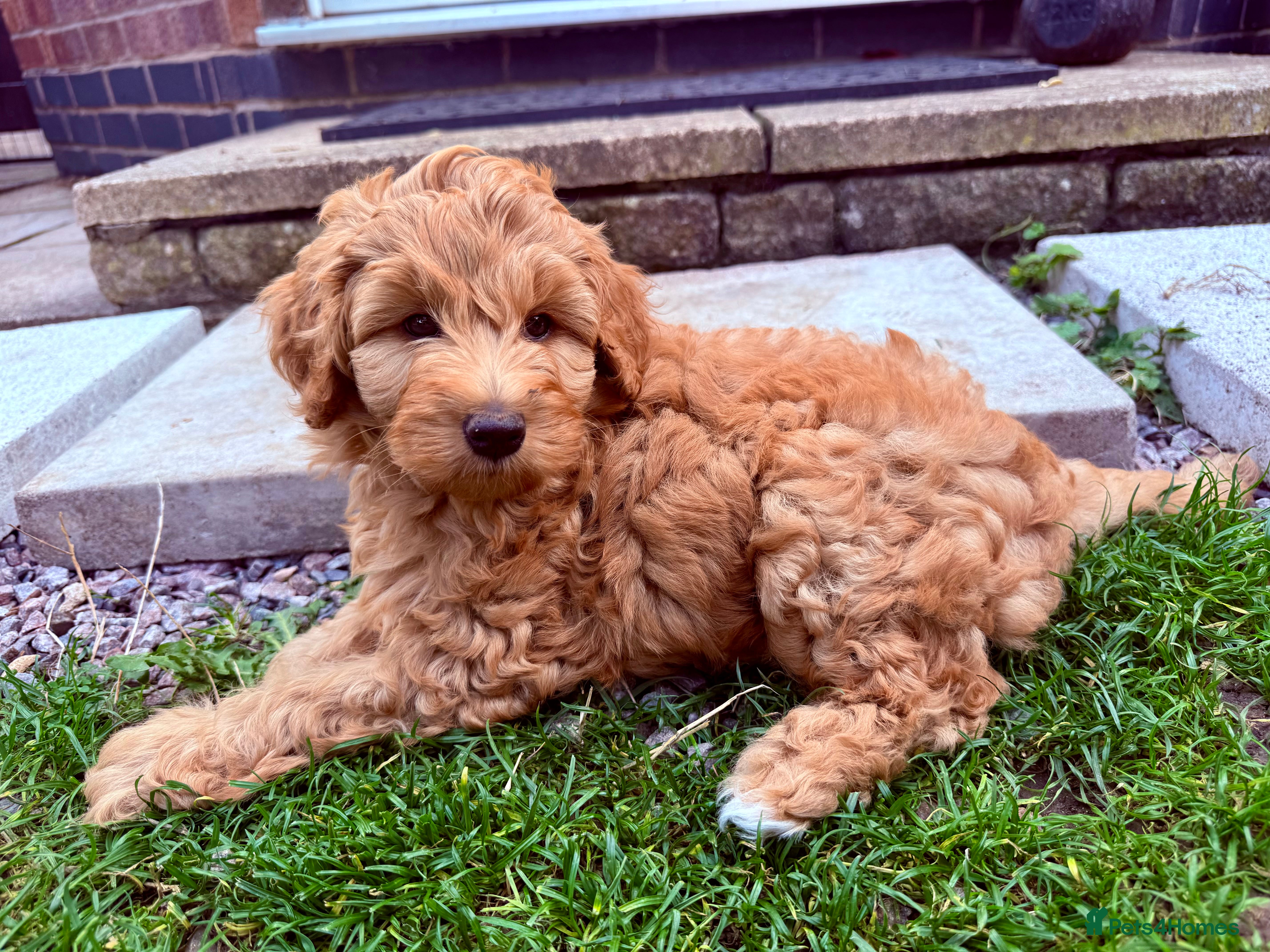 Australian Labradoodle dogs Multigenerational Australian Labradoodle  - Advert 2