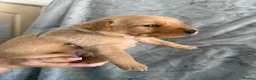Labrador Retriever dogs for sale: Labrador Puppies Looking For Their Forever Homes  - Advert 7
