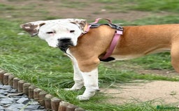 Bullmastiff dogs for sale: Bullmastiff - Image 2