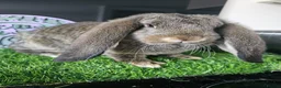 French Lop rabbits for sale: Vaccinated Giant French Lops - Advert 3