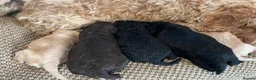 Cavapoo dogs for sale: F1 b cavapoo health tested  - Advert 12