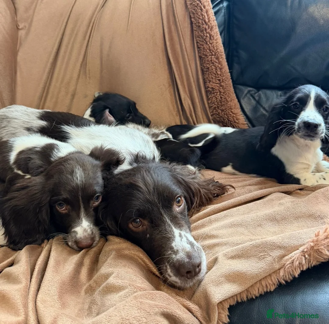 English Springer Spaniel dogs for sale: Stunning springer spaniel pups - Advert 1