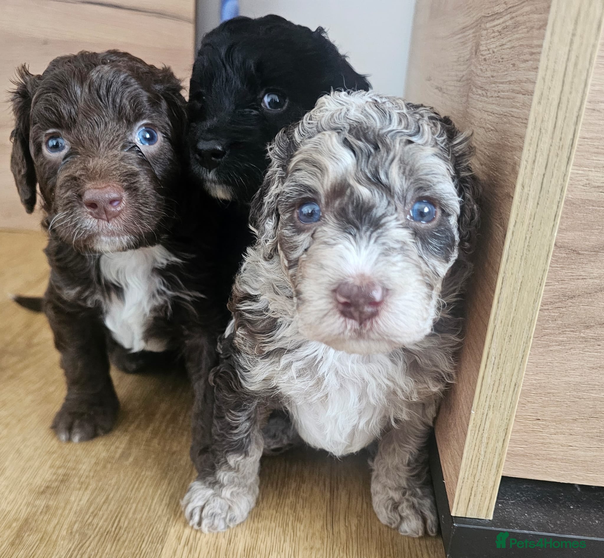 Bernedoodle dogs Bernedoodle Most Wanted F1B - Advert 4