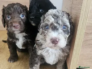 Bernedoodle dogs Bernedoodle Most Wanted F1B - Advert 4