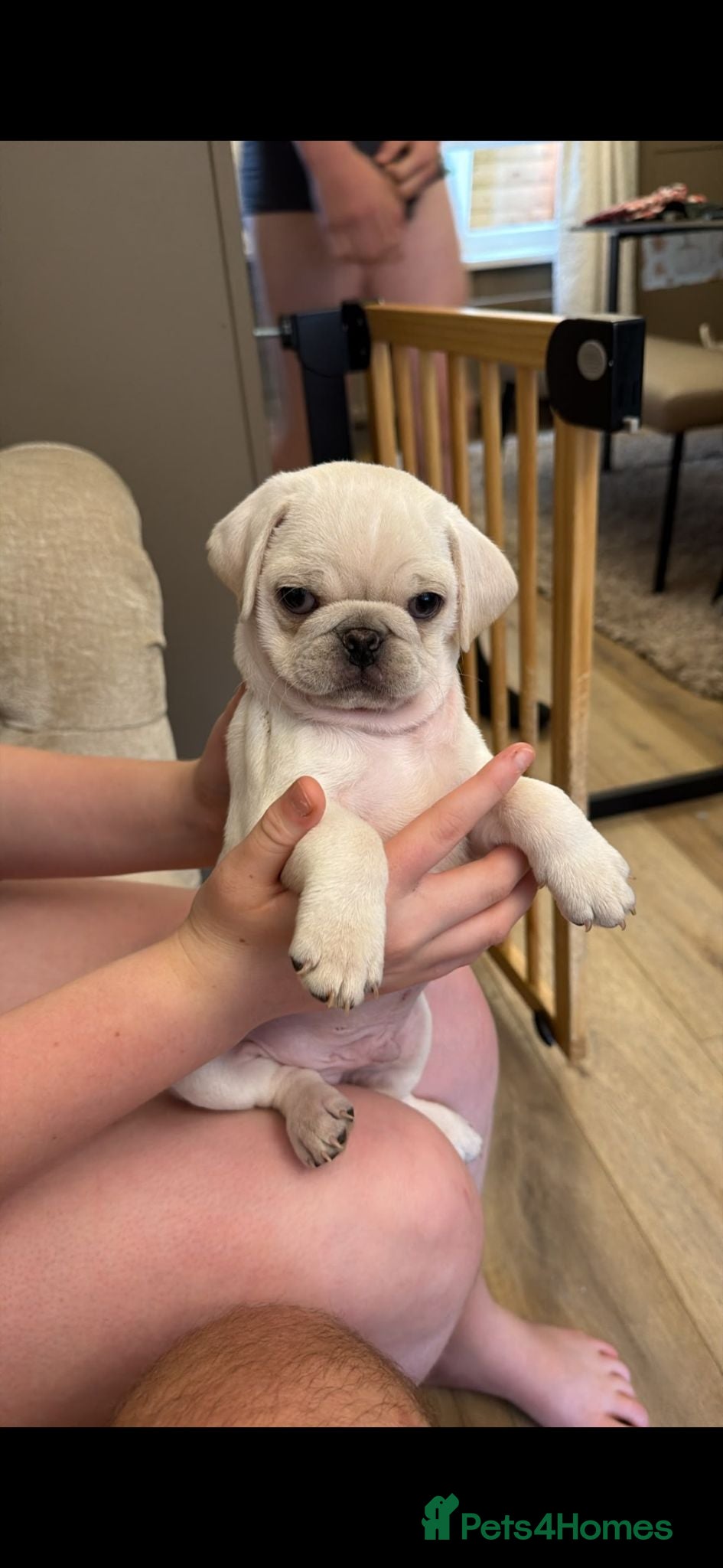 Pug dogs White pug puppy  left  - Advert 13