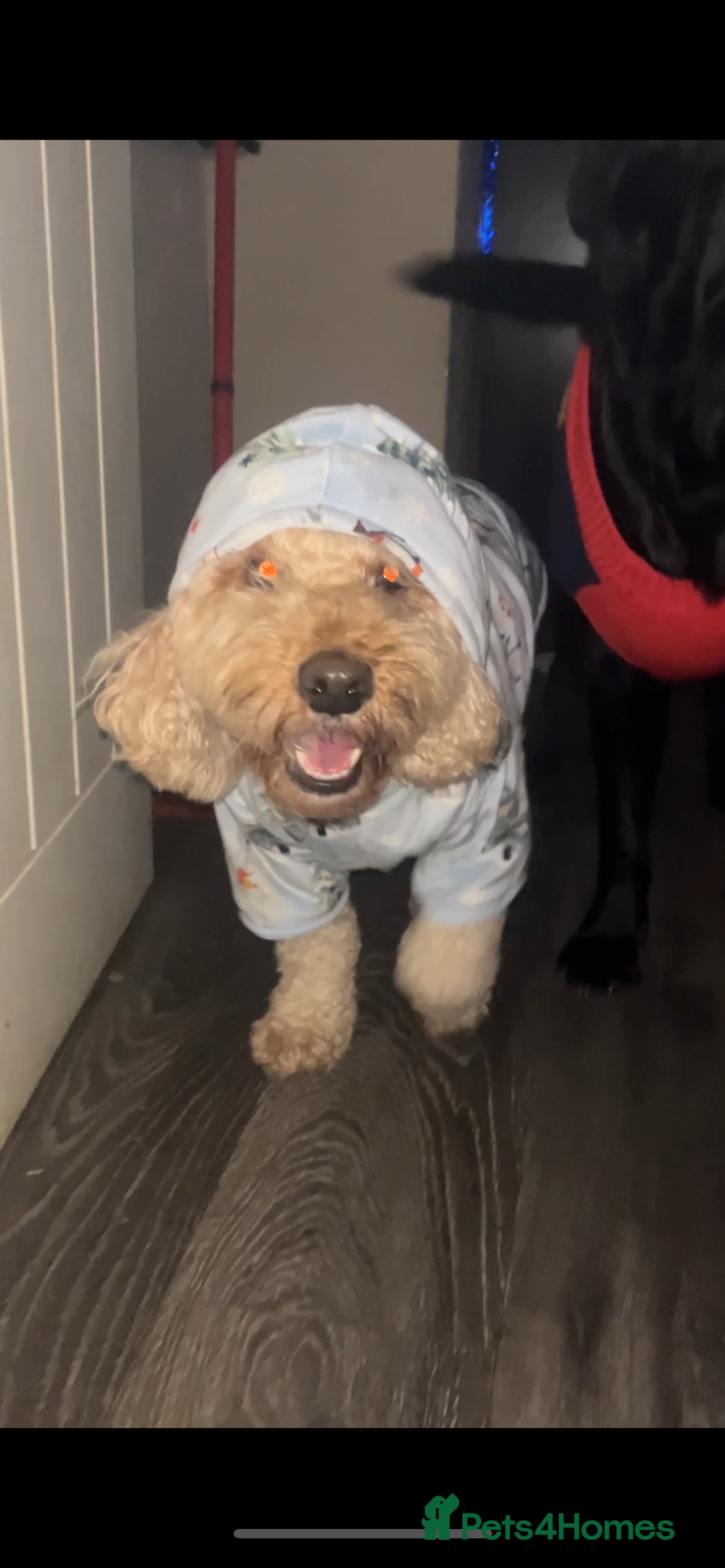 Mixed Breed dogs for sale: Beautiful staffypoos on the way!! - Advert 8