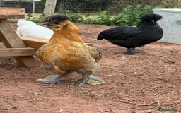 Chickens poultry for sale: Chickens needing home - Image 5
