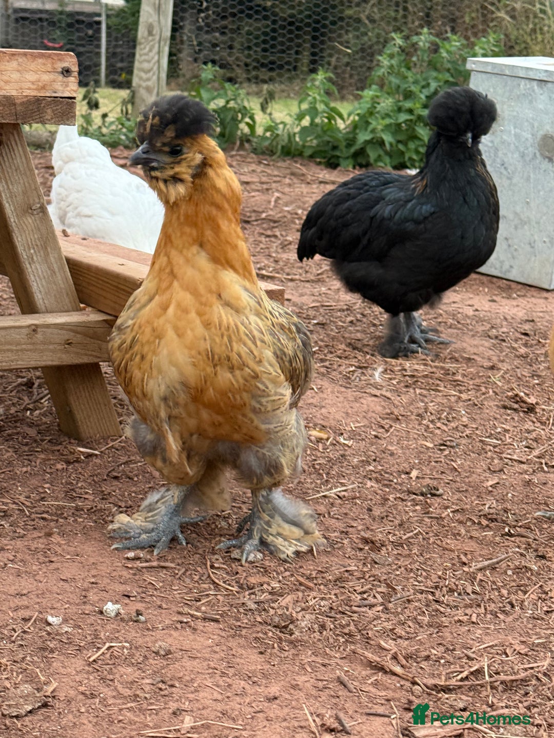 Chickens poultry for sale: Chickens needing home - Image 5