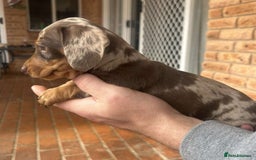 Miniature Dachshund dogs for sale: nicest raised Miniature dapple dachshund pups. - Image 5