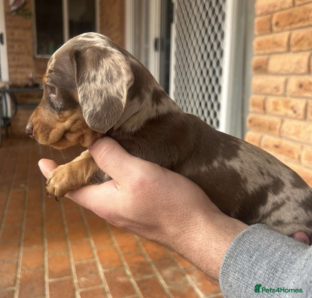 Miniature Dachshund dogs for sale: nicest raised Miniature dapple dachshund pups. - Image 5
