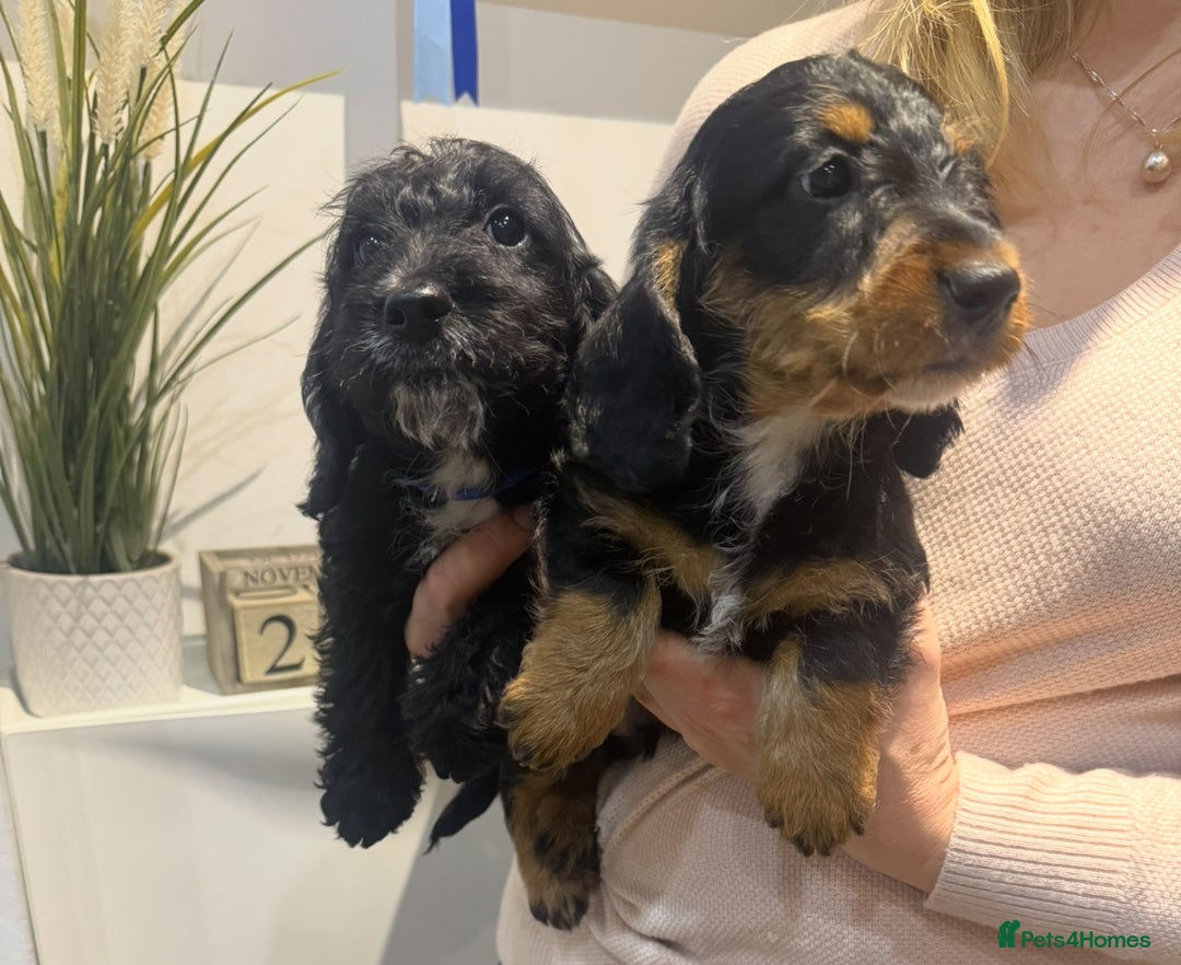 Mixed Breed dogs for sale: Dachshund X poodle puppies - Advert 4