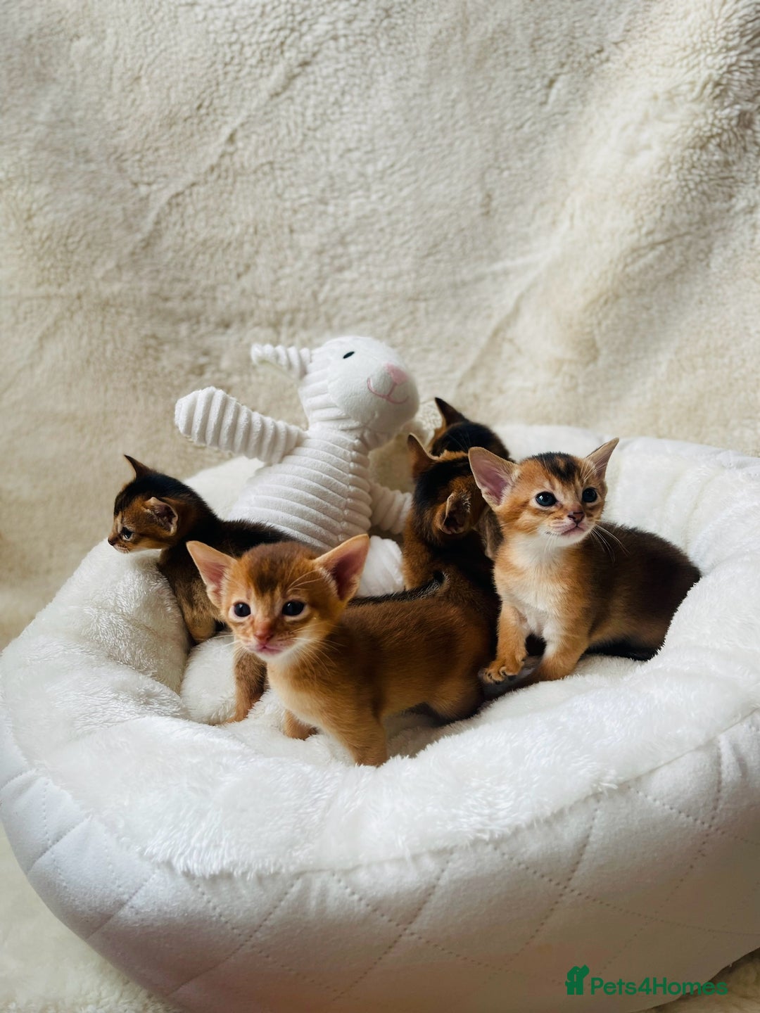 Abyssinian cats for sale: 🏆🥇🏵️Top Quality Champion Lines Abyssinian - Image 14