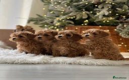 Maltipoo dogs for sale: playful Maltipoo puppies for sale  - Image 8