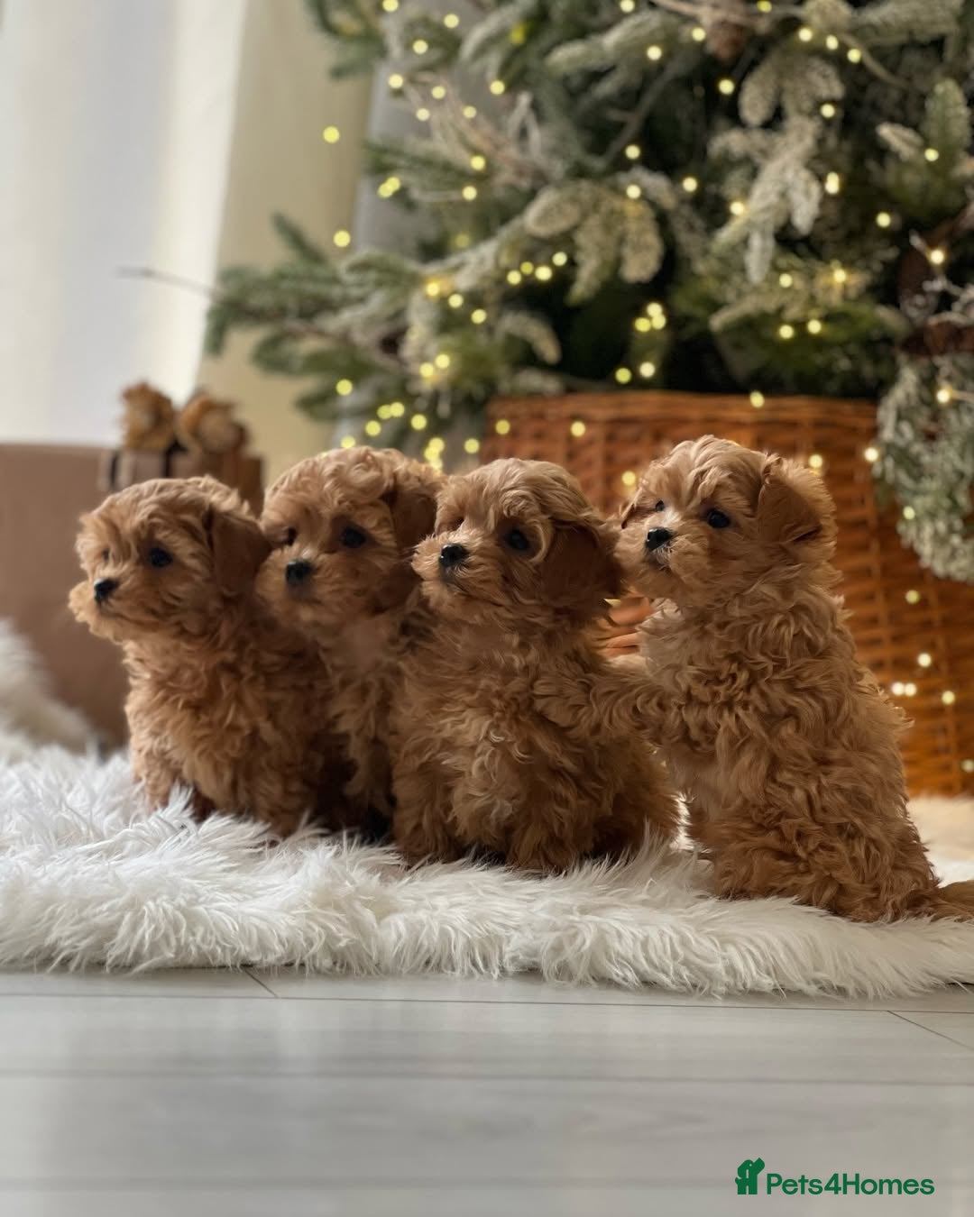 Maltipoo dogs for sale: playful Maltipoo puppies for sale  - Image 8