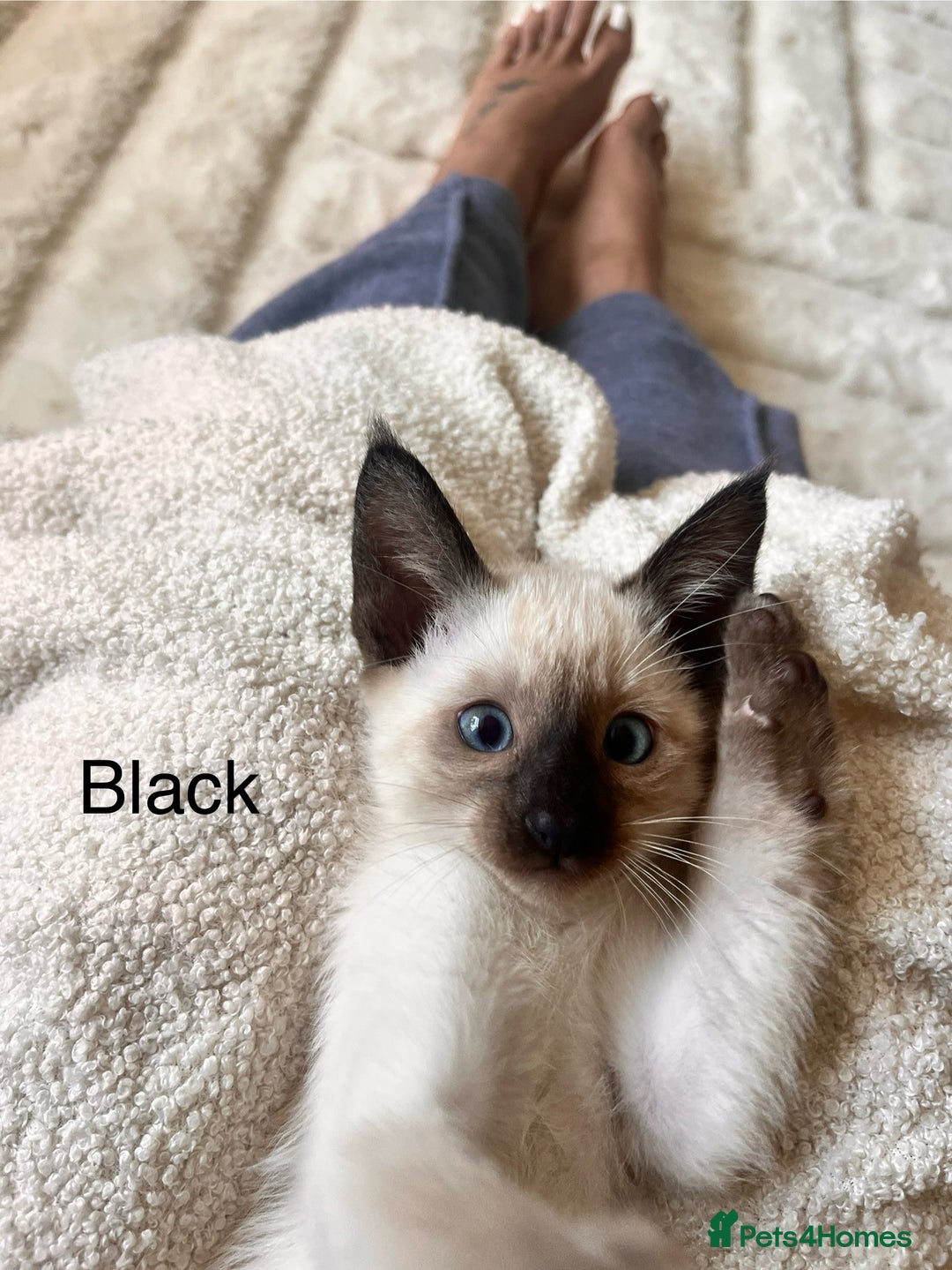 Siamese cats for sale: Human Toilet Trained! Exquisite Siamese Kittens - Image 30