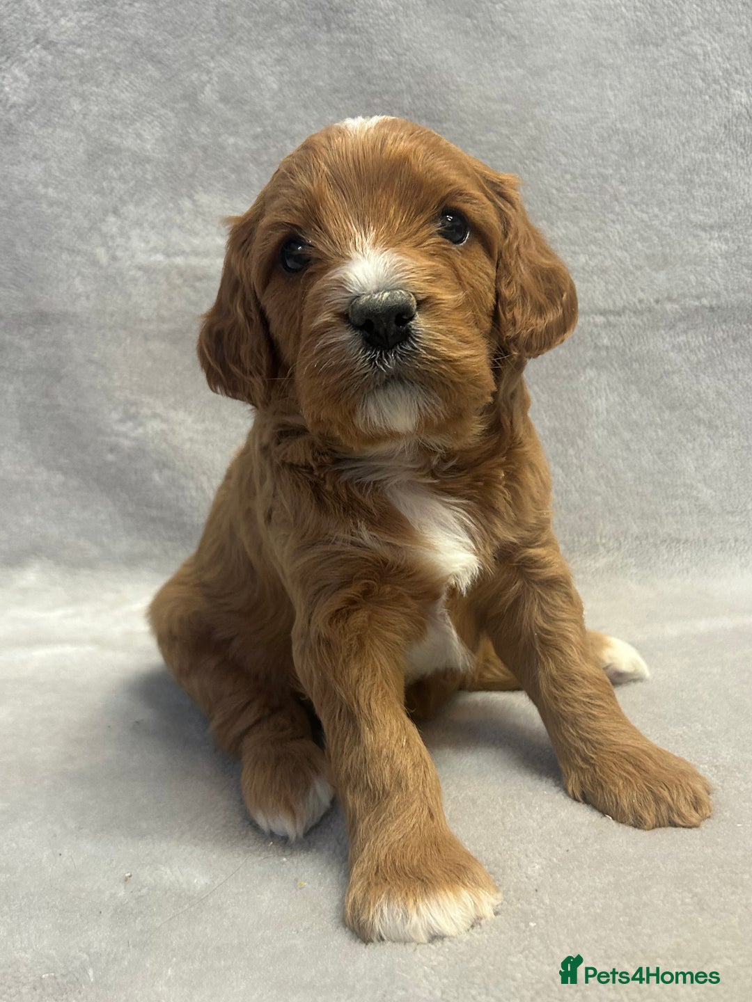 Cavapoochon dogs for sale: Gorgeous Cavapoochon Puppies 🐶  - Advert 5