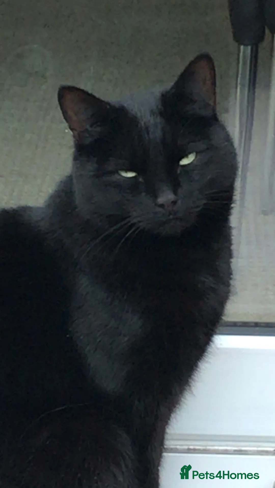 Mixed Breed cats for sale: 12 year old female for FREE - Advert 2