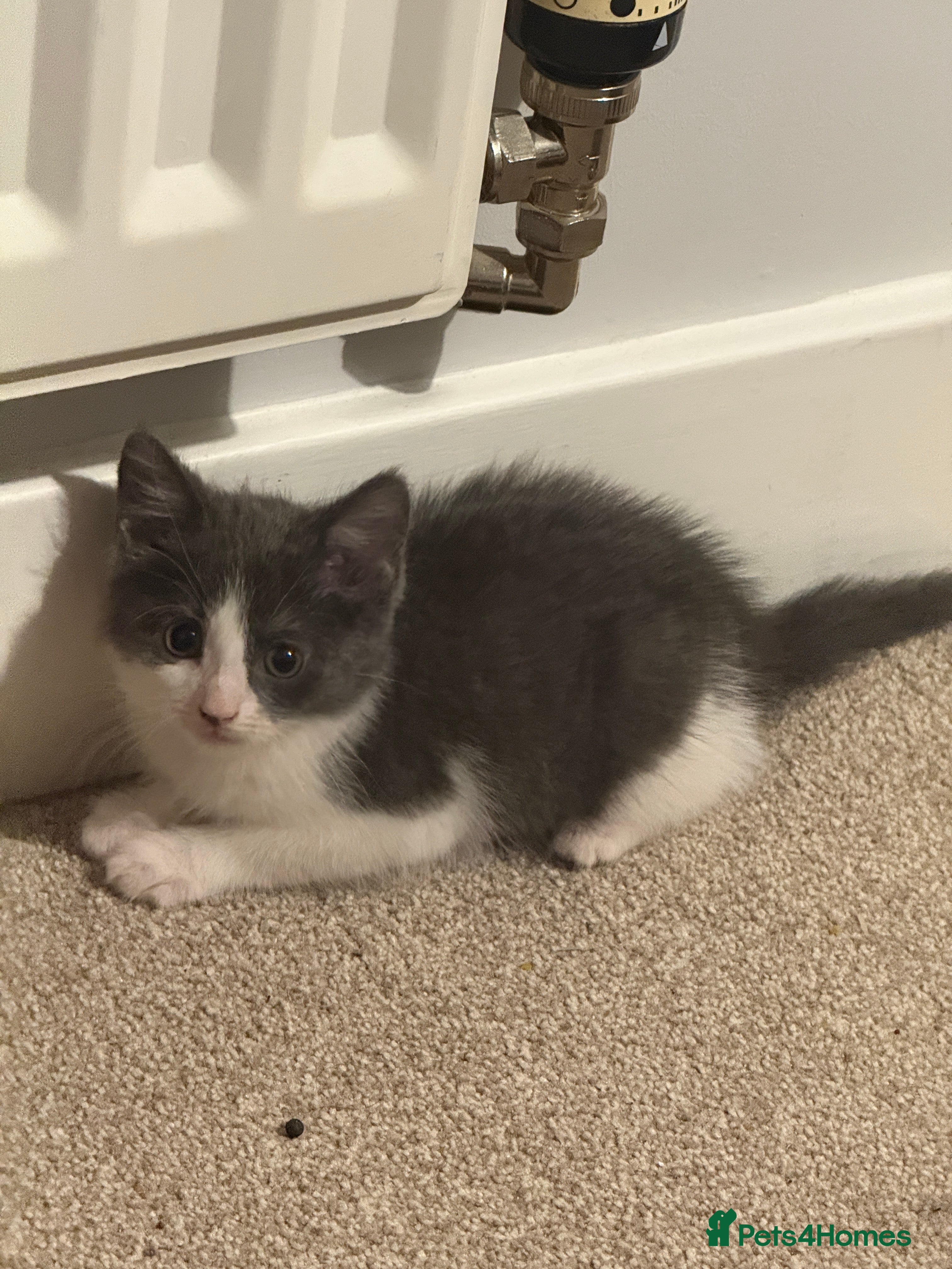 Mixed Breed cats Jackk - Advert 18