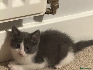 Mixed Breed cats Jackk - Advert 18