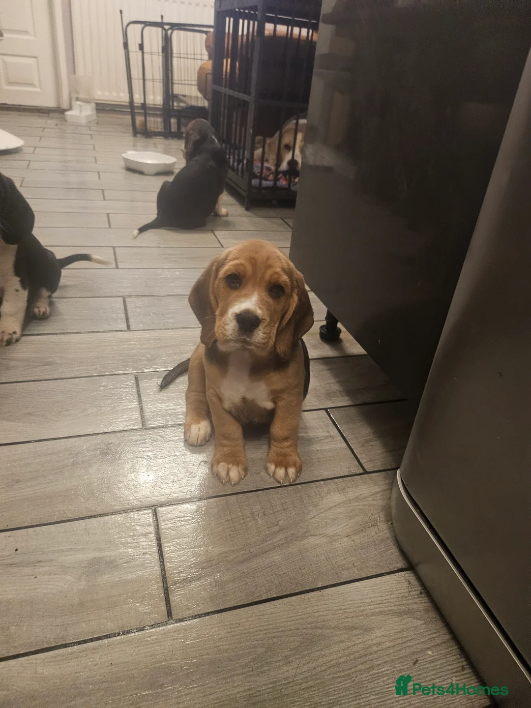Bocker dogs for sale: Beagle cross with cooker spaniel  - Advert 1