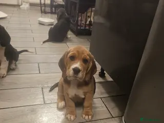 Bocker dogs Beagle cross with cooker spaniel - Advert 6