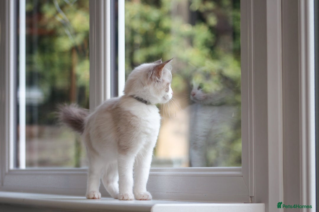 Ragdoll cats for sale: Beautiful Loving Ragdoll Kitten - Lola 🐾🩷 - Image 5