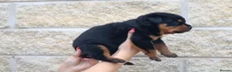 Rottweiler dogs for sale: Rottweiler Puppies  - Advert 12