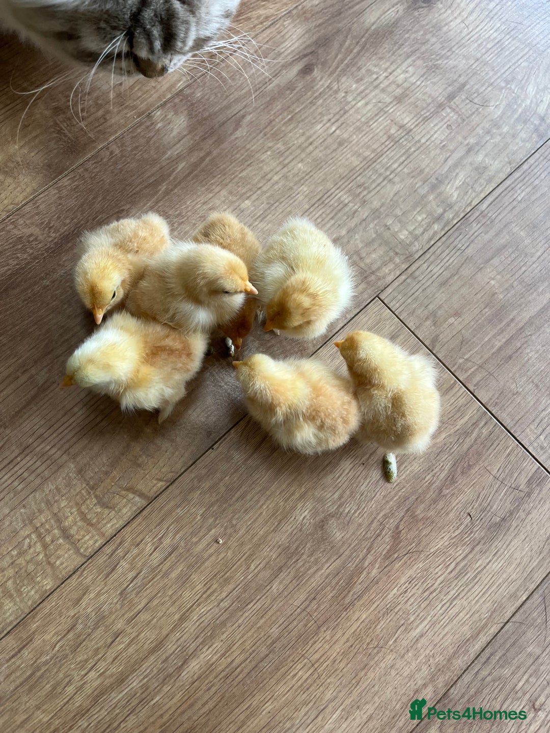 Chickens poultry for sale: 💕Pekin chicks last hatch of the year💕 - Image 1