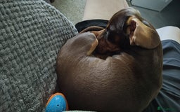 Dachshund dogs for sale: Two Dachshund Brothers - Image 2