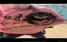 Miniature Dachshund dogs for sale: Super cute mini Daxis  - Advert 7