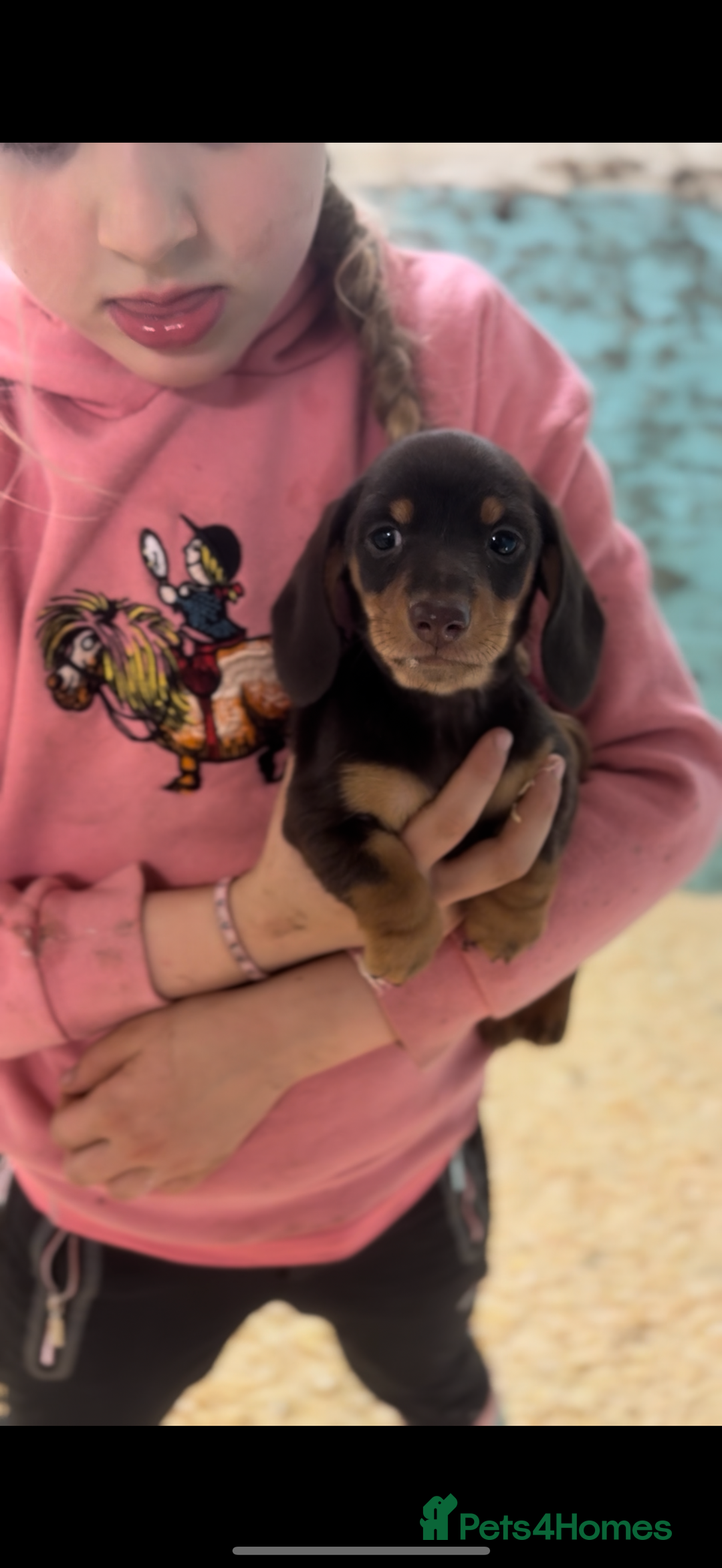 Miniature Dachshund dogs for sale: Super cute mini Daxis  - Advert 7