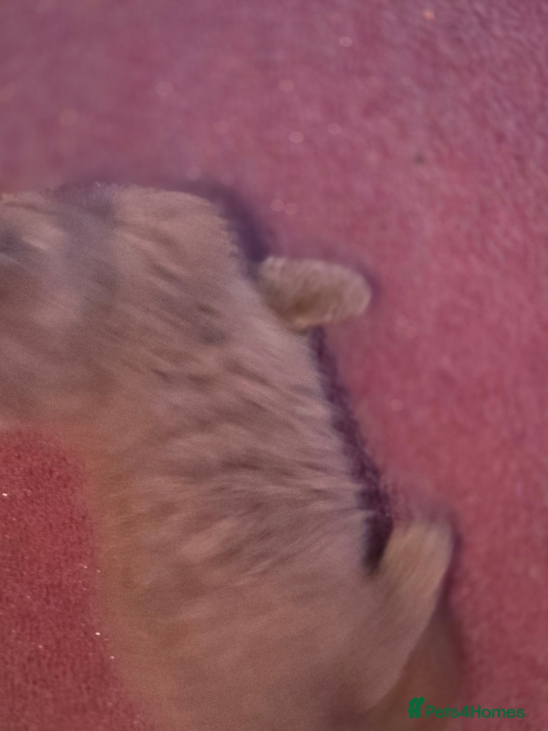British Shorthair cats for sale: 6 x British Short-haired Blue kittens for sale - Image 7