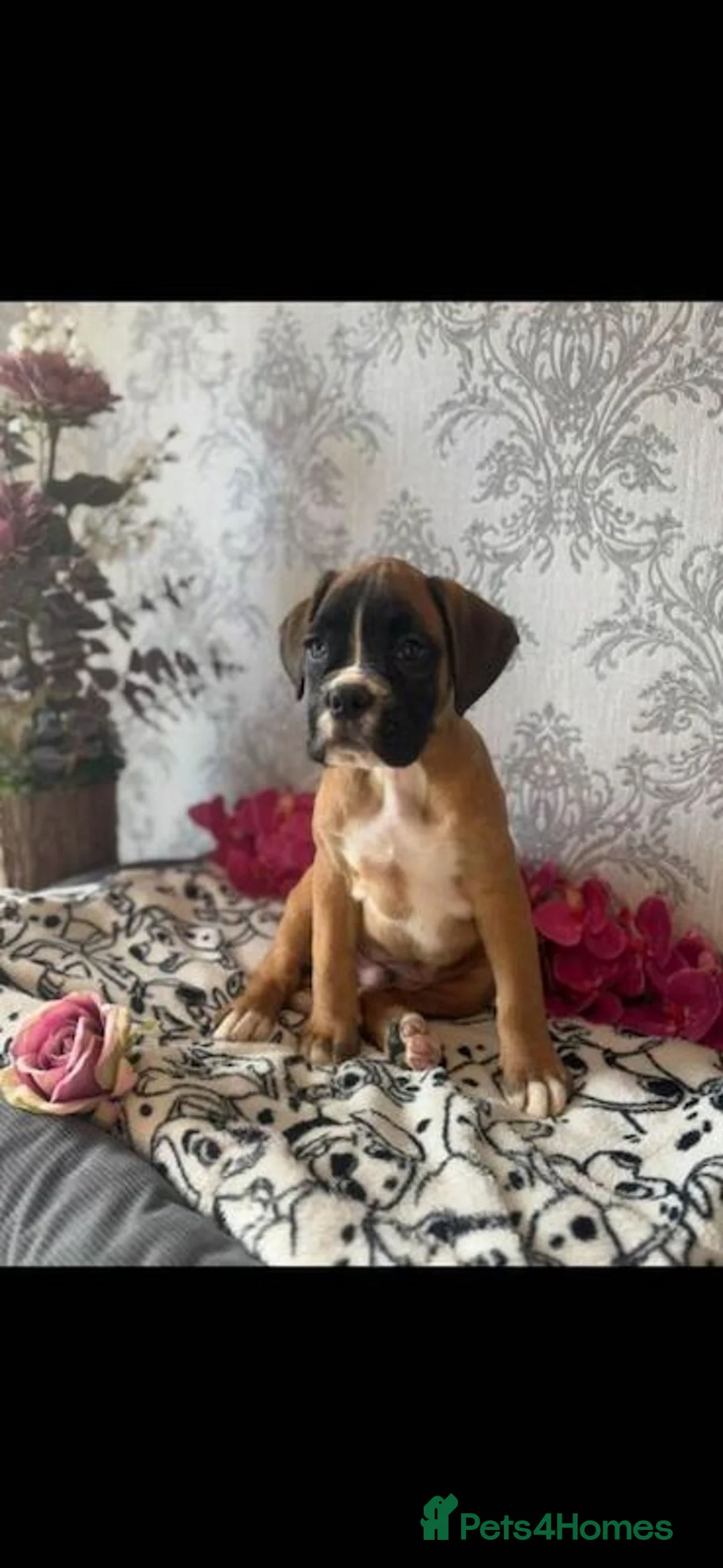 Boxer dogs for sale: KC Register Boxer Puppies - Advert 4