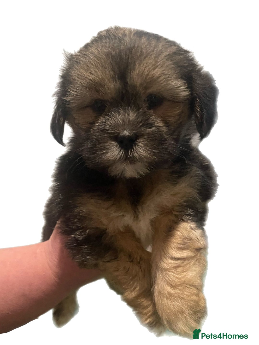 Mixed Breed dogs for sale: Puppies  - Advert 2