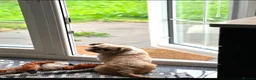 Shih Tzu dogs for sale: Shih tzu - Advert 4