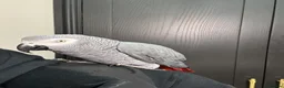 Parrots birds for sale: Tame&talking African grey parrot  - Advert 3