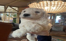 Sheepadoodle dogs for sale: Sheepadoodle Standard Size F1b puppies - Image 9
