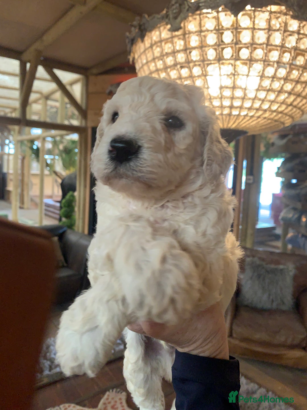Sheepadoodle dogs for sale: Sheepadoodle Standard Size F1b puppies - Image 9