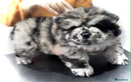 Chow Chow dogs for sale: BLACK GIRL CHOW CHOW - READY NOW!!! - Image 21