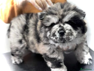 Chow Chow dogs - Advert 19