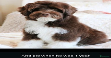 Mixed Breed dogs - Advert 7