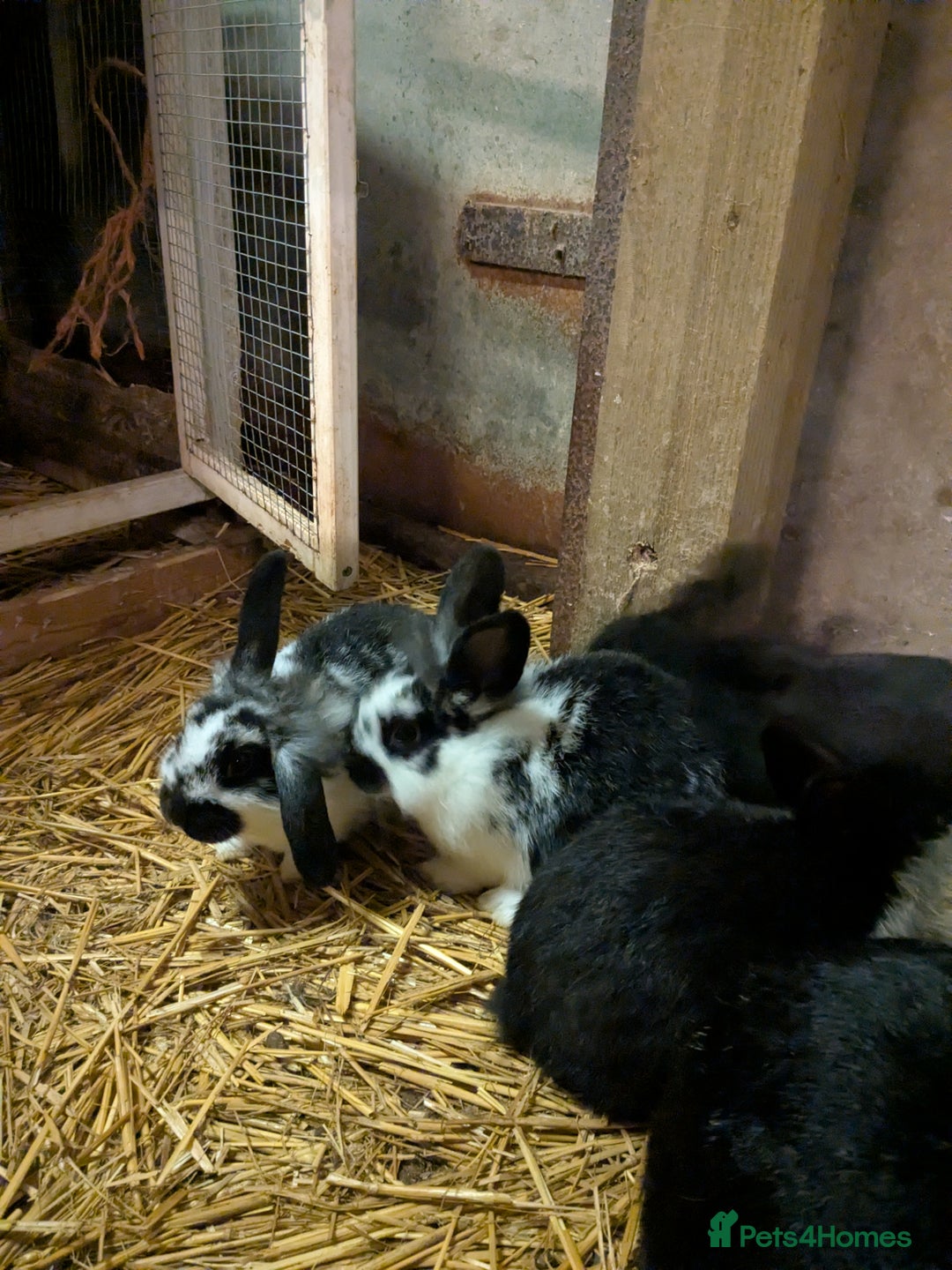 Mini Lop rabbits for sale: Mini loop cross Lionhead - Advert 8