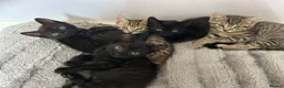 Mixed Breed cats for sale: 4 Beautiful Mixed Breed Kittens.  - Advert 1