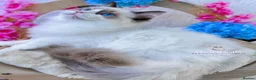 Ragdoll cats for sale: ⭐️AWARD WINNING GCCF CATTERY RAGDOLL KITTENS⭐️ - Advert 19