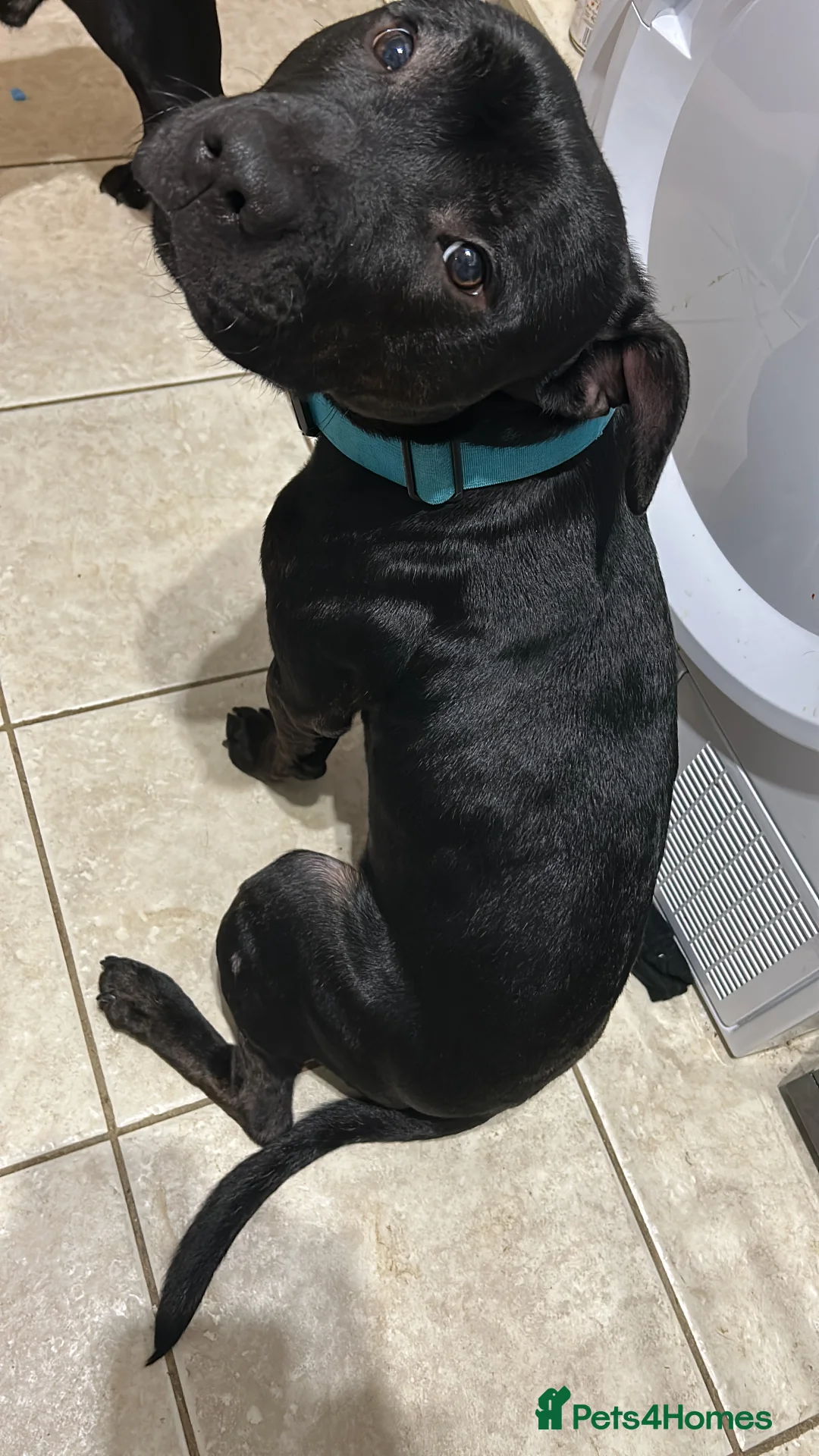 Staffordshire Bull Terrier dogs for sale: Staffordshire Bull Terrier Puppy in Longfield - Advert 2