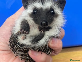 Pygmy Hedgehog rodents Stunning black assorted masked 8wk babies ready ! - Advert 3