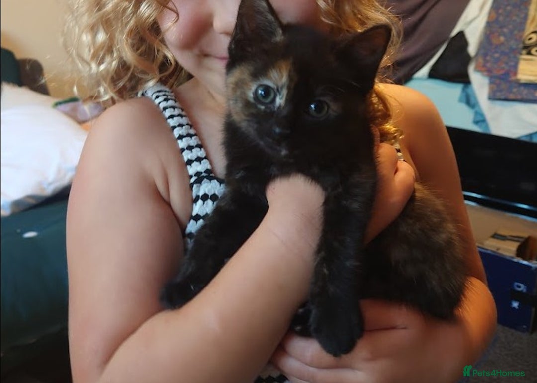 Domestic Shorthair cats for sale: 3 kittens for sale - Image 3