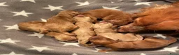 Cockapoo dogs for sale: 6 Gorgeous Cockapoo Pups ready for forever homes - Advert 3